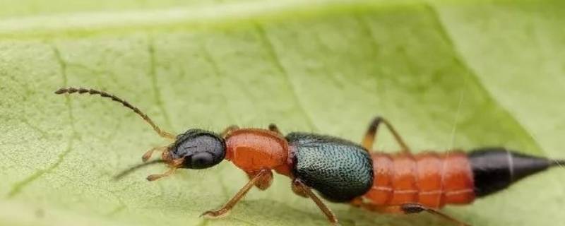 隐翅虫一般在几月份消失 隐翅虫出没月份