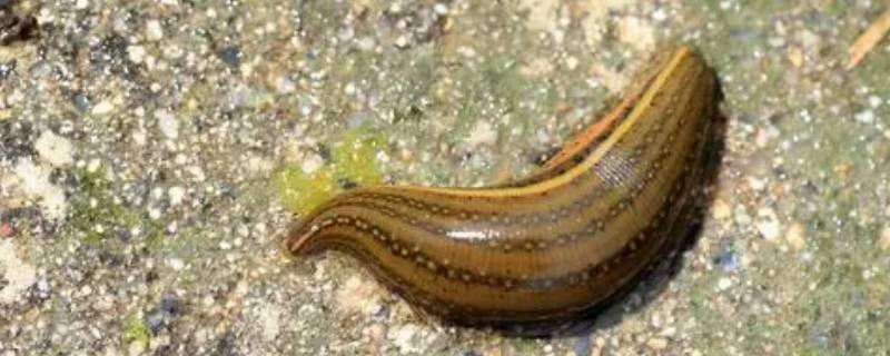 蚂蝗的天敌 蚂蝗的天敌图片