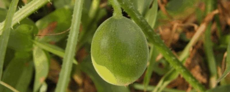 马泡的学名叫什么 农村的马泡学名叫什么