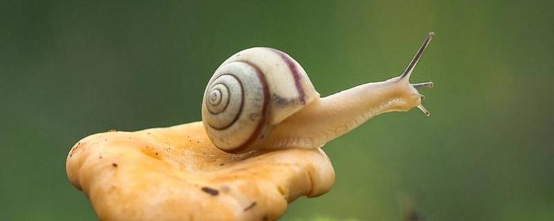蜗牛在中国的寓意（蜗牛在中国象征着什么）