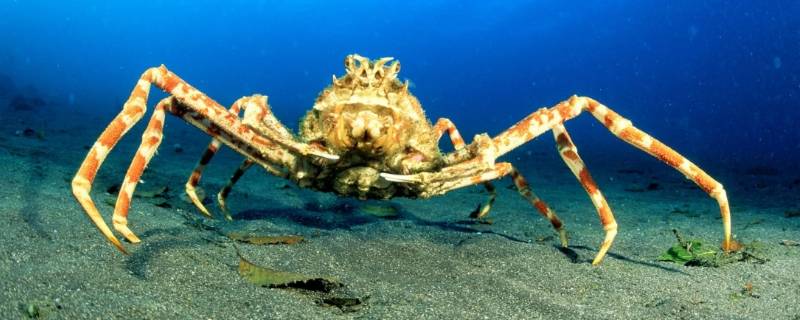 螃蟹水煮要多少分钟（螃蟹水开煮多少分钟）