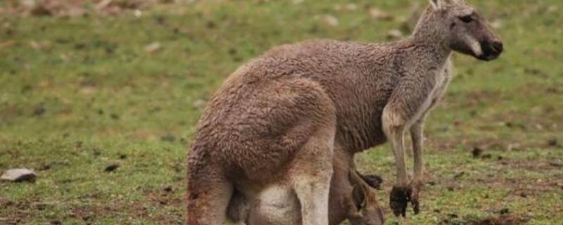 袋鼠怎么繁殖后代 袋鼠是怎么养育后代的