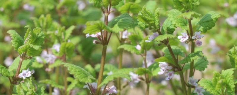 野草的雅称 野菜的雅称