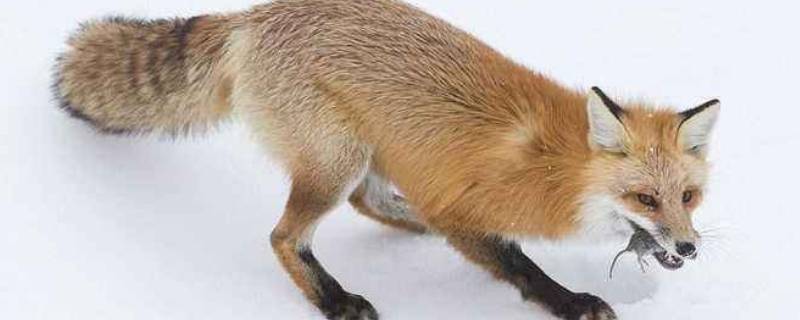 狐狸吃老鼠吗（狐獴吃老鼠吗）