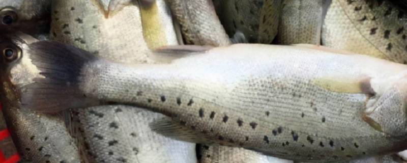 河鲈鱼和海鲈鱼的区别（河鲈鱼和海鲈鱼的区别价格）