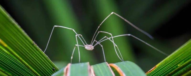 幽灵蛛会往人身上爬么（幽灵蛛会攻击人吗）