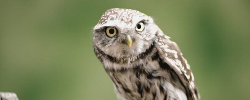 远看像只猫近看像只鸟是什么动物 远看像只猫近看像只鸟是什么动物求答案