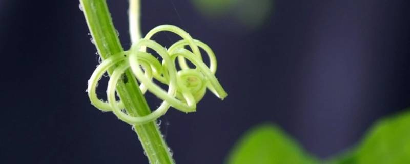 纠结的心理原因是什么 心理学里的纠结是什么