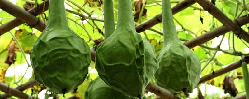 鹤首葫芦有什么用（鹤首葫芦药用价值）