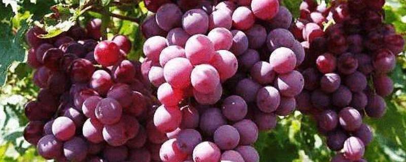 葡萄可以过安检带上飞机吗 葡萄能带上飞机过安检吗