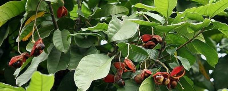 凤眼根又名叫什么（凤眼根这有什么作用）