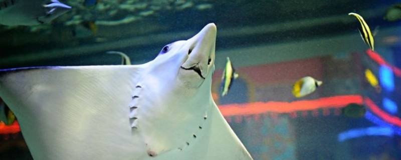 魔鬼鱼为什么叫魔鬼鱼（魔鬼鱼为什么叫魔鬼鱼 而且它的真名字叫什么）