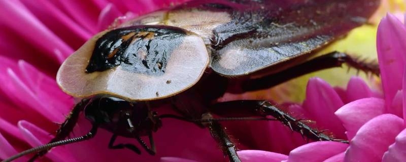 蟑螂是怎么进家里的（蟑螂是怎么进屋的）