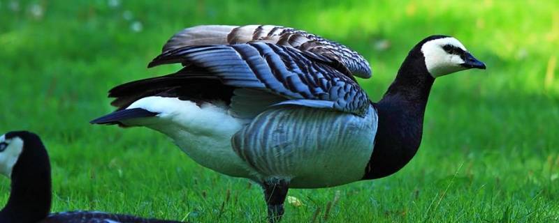 藤壶鹅为什么跳崖（藤壶鹅跳崖摔不死吗）