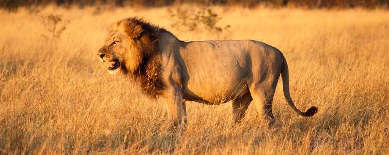 狮子是什么科（狮子是什么科目）