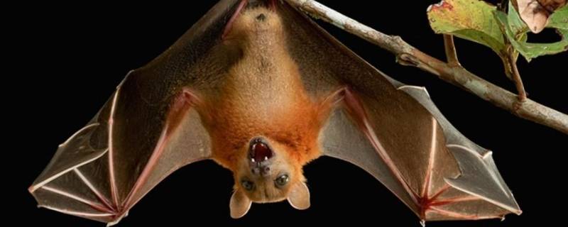 蝙蝠有尾巴吗 有长尾巴的蝙蝠吗