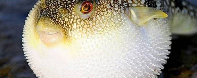一碰肚子就鼓气的鱼叫什么鱼（肚子会鼓气的鱼叫什么鱼）