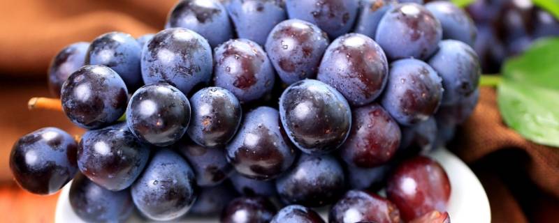 为什么葡萄会生小虫子 为什么葡萄容易生小虫子