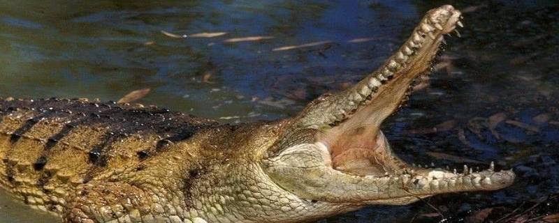 鳄鱼能在北方生存吗（鳄鱼在北方能过冬吗）