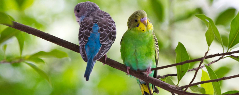 什么声音可以吸引虎皮鹦鹉（虎皮鹦鹉的声音有什么意义吗）