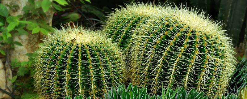 仙人掌可以吃吗（仙人掌可以吃吗?它有什么功效）