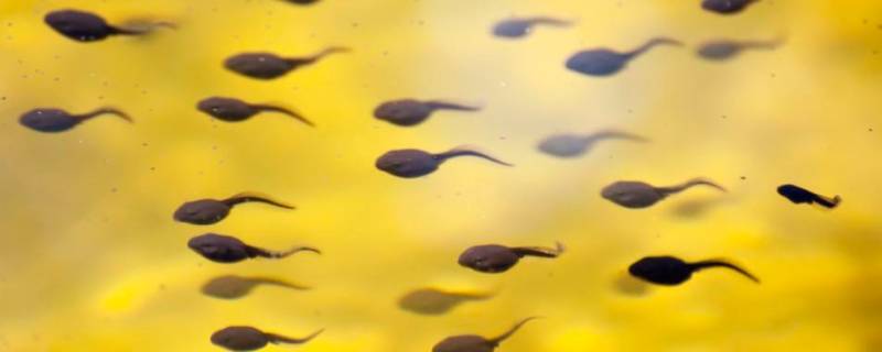 青蛙的幼体叫什么 青蛙的幼体叫什么蝌蚪