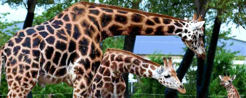 小老鼠把长颈鹿的脖子当什么（一什么长颈鹿一什么鼠）