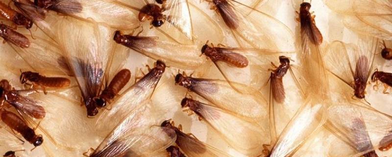 家里发现白蚁怎么处理 在家发现白蚁怎么办