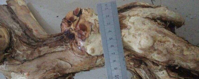 东北黄花梨是什么木头 黄花梨木头是什么样的