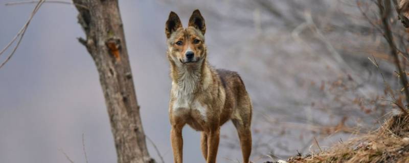 熊猫的天敌 熊猫的天敌是谁呢