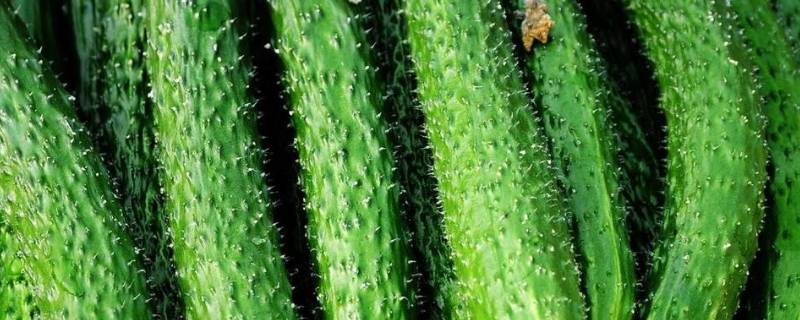 黄瓜含水量是多少（黄瓜含水量是多少毫升）