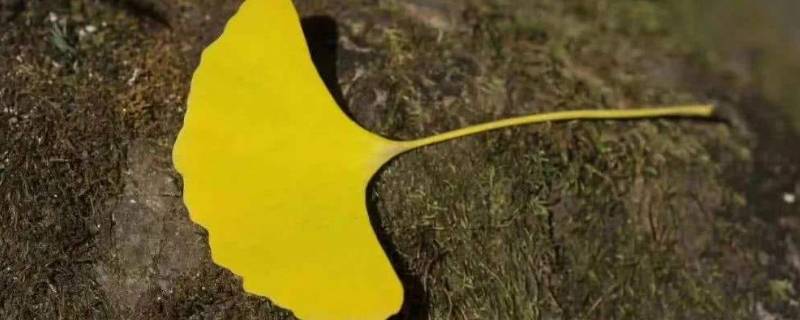 银杏树的落叶子像什么（银杏树的落叶像什么样子）