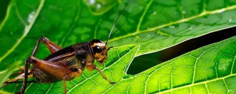 蟋蟀的别名叫什么（蟋蟀的别名叫什么名字）