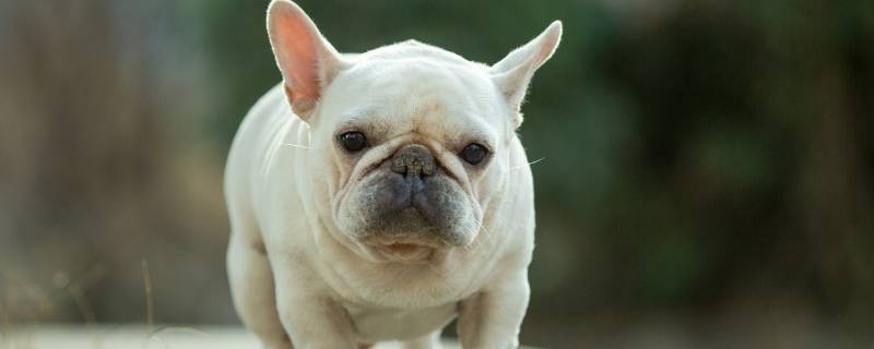 法斗和八哥有什么区别（法斗和八哥犬有什么区别）