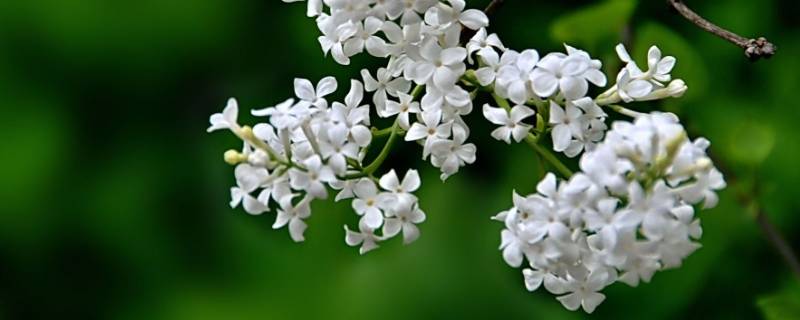 丁香结长什么样（丁香结长在哪里）