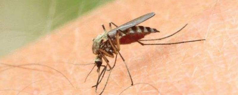 如何消灭蚊子的方法 消灭蚊子最好的办法