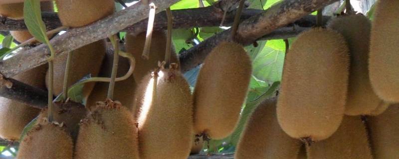 猕猴桃怎么挑选好吃的 猕猴桃怎么选才好