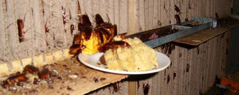 樱桃蟑螂怎么养 樱桃蟑螂怎么养长的慢