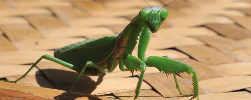 被铁线虫寄生的螳螂有什么特征（被铁线虫寄生的螳螂有什么特征图片）