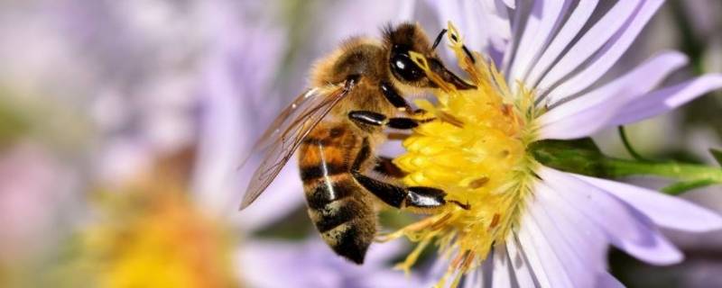 蜜蜂会冬眠吗（蜜蜂会冬眠吗为什么）