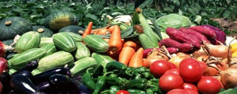 什么是无公害蔬菜 什么是无公害蔬菜农场