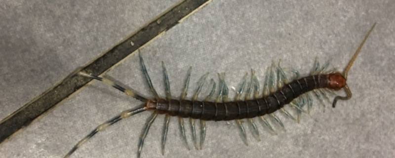 房间有蜈蚣什么原因 房间有蜈蚣是什么原因