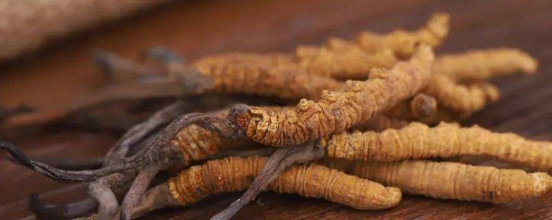 虫草在哪里比较多 虫草什么地方有
