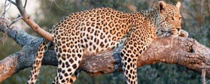 华北豹雌雄区别（华北豹雌雄怎么区分）