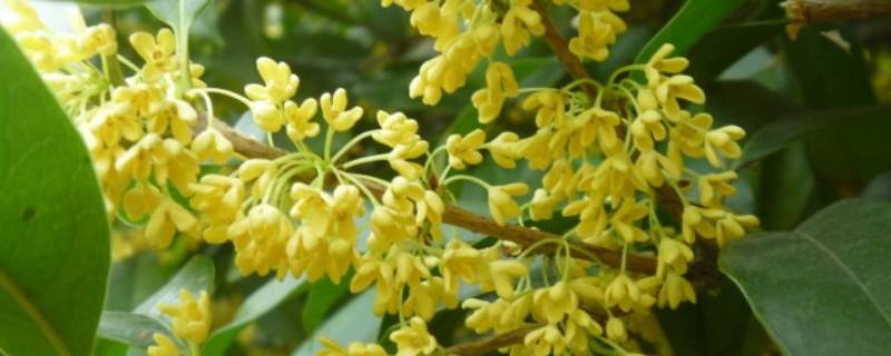 桂花可以做什么糕点 桂花可以做成什么样的糕点