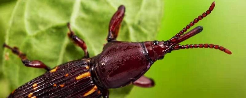 家里为什么有甘薯蚁象(甘薯蚁象为什么会出现在房间里)