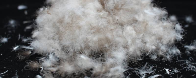 加拿大鹅黑标和普标的区别 加拿大大鹅红标和黑标的区别