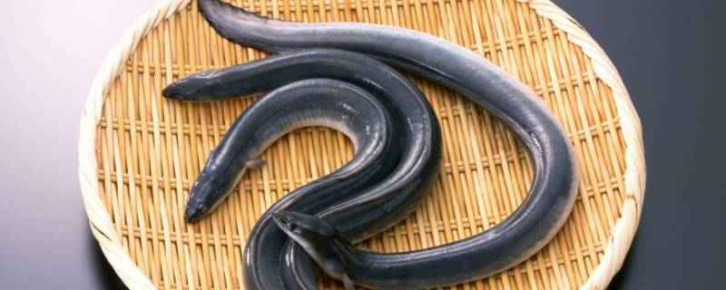 鳗鱼的种类（鳗鱼的种类图片及名称）