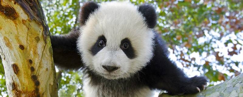 熊猫长什么样子（熊猫长什么样子的?(全身图片）