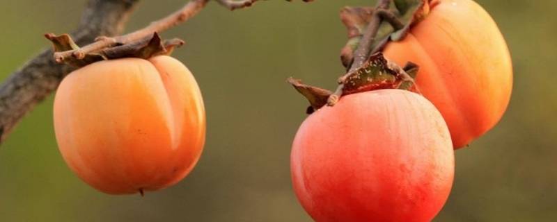 柿子上的虫子是胭脂虫吗（柿子树上有胭脂虫吗）